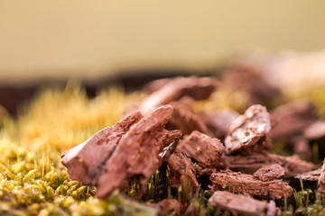 Forest moss in summer light