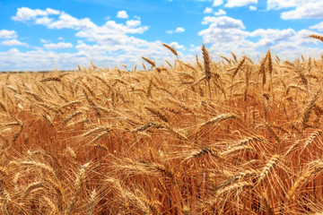 Yellow grain ready for harvest growing in a farm field