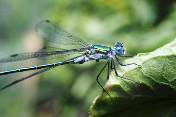 dragonfly
