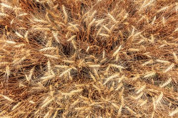 Wheat top view