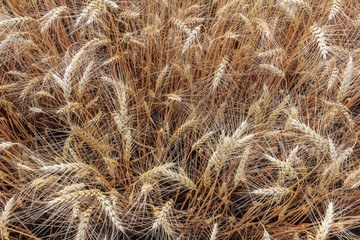 Wheat top view