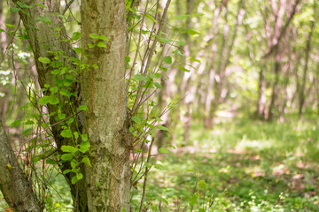 Forest landscape