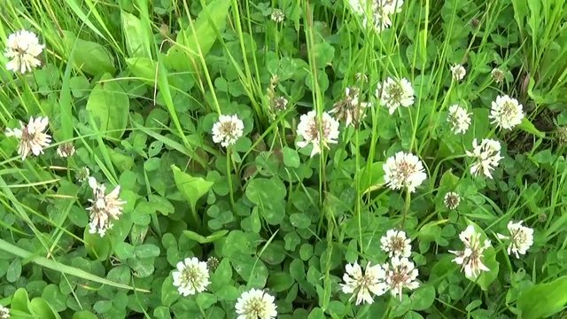 White clover flover in the field. HD video footage motion camera shooting HD video. Panorama.