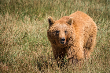 Brown bear standing in meadow in sunshine