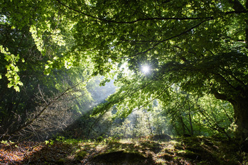 Foggy sunrise in the forest in Italy