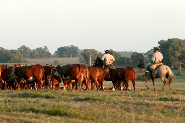 Fazenda de gado