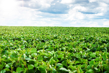 Fototapeta na wymiar Field of green young soy.