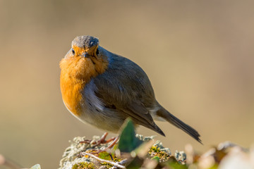 Rouge Gorge sur fond brun