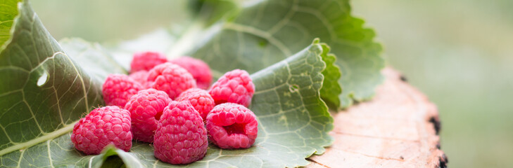 raspberry berries on leaf blur background healthy eating lifestyle concept banner