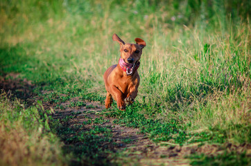 dachshund dog running