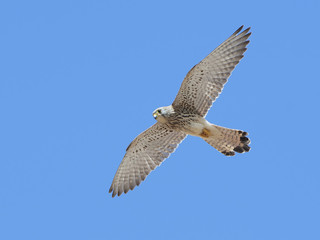 Lesser kestrel (Falco naumanni)