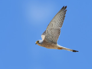 Lesser kestrel (Falco naumanni)