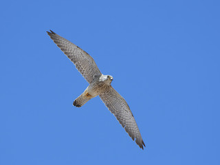 Lesser kestrel (Falco naumanni)