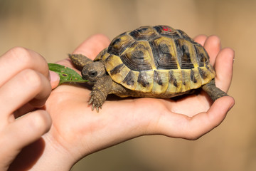 Young tortoise eating in hand