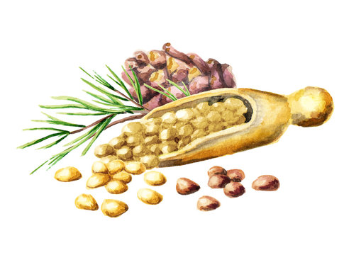 Pine nuts. Watercolor hand-drawn illustration