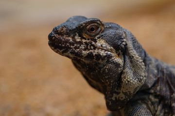 Eidechse Leguan Chuckwalla (Sauromalus obesus)