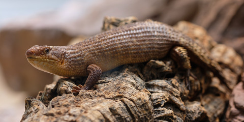 Eidechse Dornschwanz Stachelskink (Egernia stokesii)