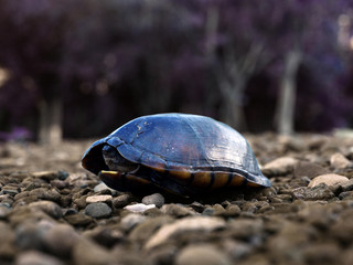 Turtle in a Shell