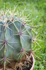 Cactus echinopsis grows in a pot