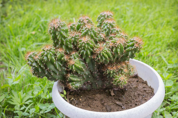 Cactus Cereus Peruvian monstrous form