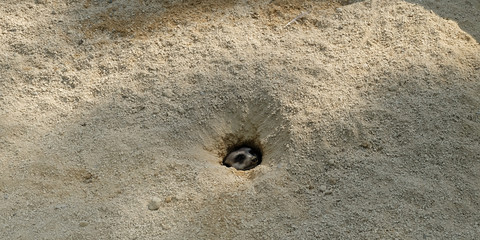 Erdmännchen blickt aus einem Erdloch mit Vorsicht