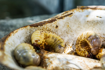 Close up of woodworms, wood-eating insects. Placed in an old metal bowl. Shallow depth of focus.