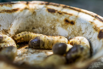 Close up of woodworms, wood-eating insects. Placed in an old metal bowl. Shallow depth of focus.