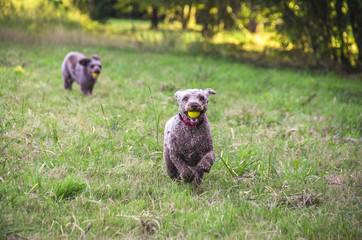 Perros jugando con su pelota