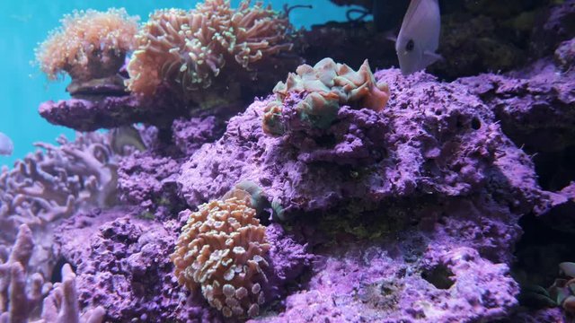 Tropical fish and corals underwater