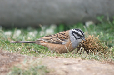 Rock Bunting