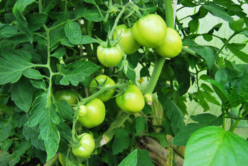 Green tomatoes hanging on a branch in a greenhouse