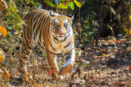 Bandhavgarh Adult Tigress called Spotty 