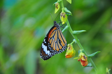 a butteryfly hovers on a flowers.