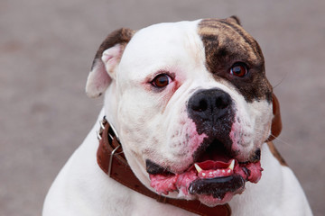 Breed dog American Bulldog