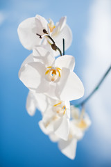 Fototapeta na wymiar Nice orchid with blue sky background