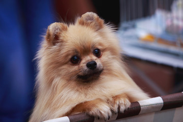 Dog breed Pomeranian spitz