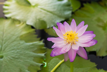 Nice blooming lotus flower