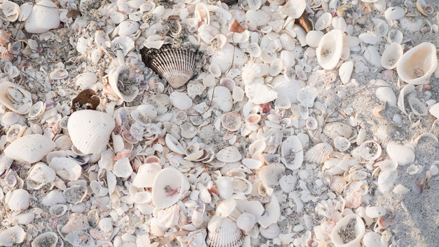 Sea shells on the beach