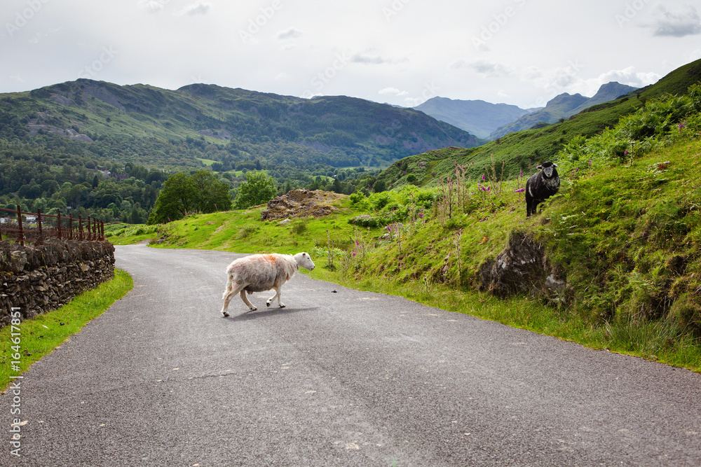 Wall mural Roadside views in Lake District National Park, England, stone wall and the mountains, selective focus