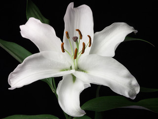 White lily