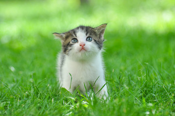 Naklejka na ściany i meble Curious little kitten play in the grass. Little kitty play outside