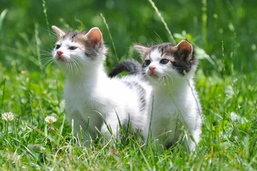 Two curious little kittens play in the grass. Little kitty play outside