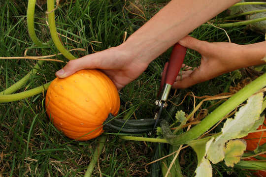 Hands harvesting an orange pie pumpkin in a home garden