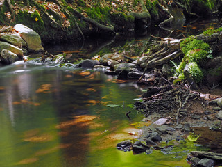 Long exposure magic forest stream with moss stones grass leafs and grass