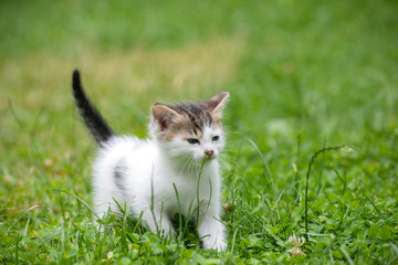 Curious little kitten play in the grass. Little kitty play outside
