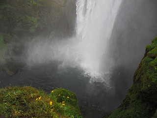 icelandic waterfall Skogafoss with water spray and yellow dandelions