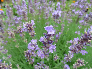 lavender bloom in the garden
