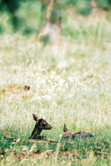 Two dark fallow deer fawns in grass.