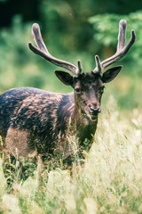 Feeding fallow deer buck with velvet antlers in grass.