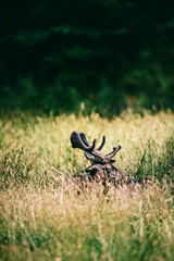 Head of fallow deer buck with velvet antlers in grass.